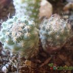 Collecion de Susana-R-