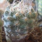 Collecion de Susana-R-