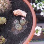 Collecion de Susana-R-