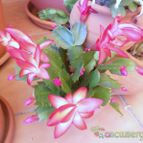 Collecion de Susana-R-