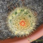 Collecion de Susana-R-