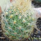 Collecion de Susana-R-