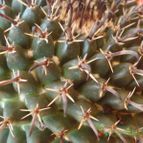 Collecion de Susana-R-