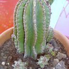 Collecion de Susana-R-