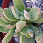 Collecion de SusanaK0702