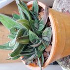 Collecion de SusanaK0702