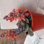 Collecion de SusanaK0702