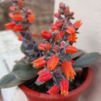 Fotografía tomada por SusanaK0702