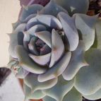 Collecion de SusanaK0702