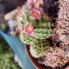 Collecion de SusanaK0702