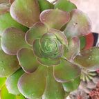 Collecion de SusanaK0702