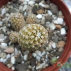 Collecion de Taniaguerrilla