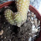 Collecion de Taniaguerrilla