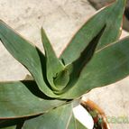 Aloe striata subsp. striata