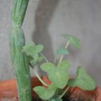Collecion de Teresi