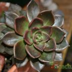 Collecion de Teresi
