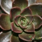 Collecion de Teresi