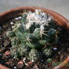 Collecion de Teresi