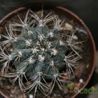 Collecion de Teresi