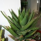 Collecion de Teresi