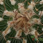 Collecion de Teresi