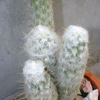 Collecion de Teresi