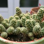 Collecion de Teresi