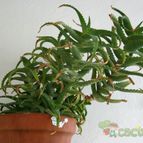 Collecion de Teresi