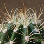 Collecion de Teresi