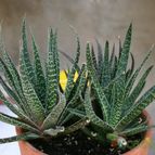 Collecion de Teresi
