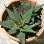 Collecion de Teresi