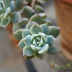 Collecion de Teresi