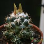Collecion de Teresi