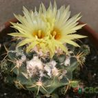 Collecion de Teresi