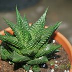 Collecion de Teresi
