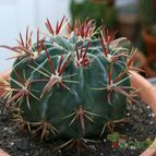 Collecion de Teresi