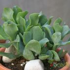 Collecion de Teresi