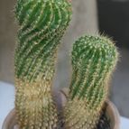 Collecion de Teresi