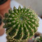 Collecion de Teresi