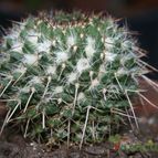 Collecion de Teresi