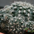 Collecion de Teresi