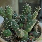 Collecion de Teresi