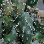 Collecion de Teresi