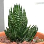 Collecion de Teresi