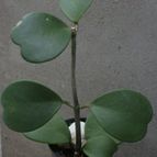 Collecion de Teresi