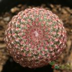 Collecion de Teresi