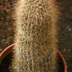 Echinopsis formosa
