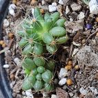 Collecion de Tonio