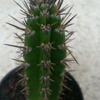 Collecion de Tonio