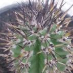 Collecion de Tonio